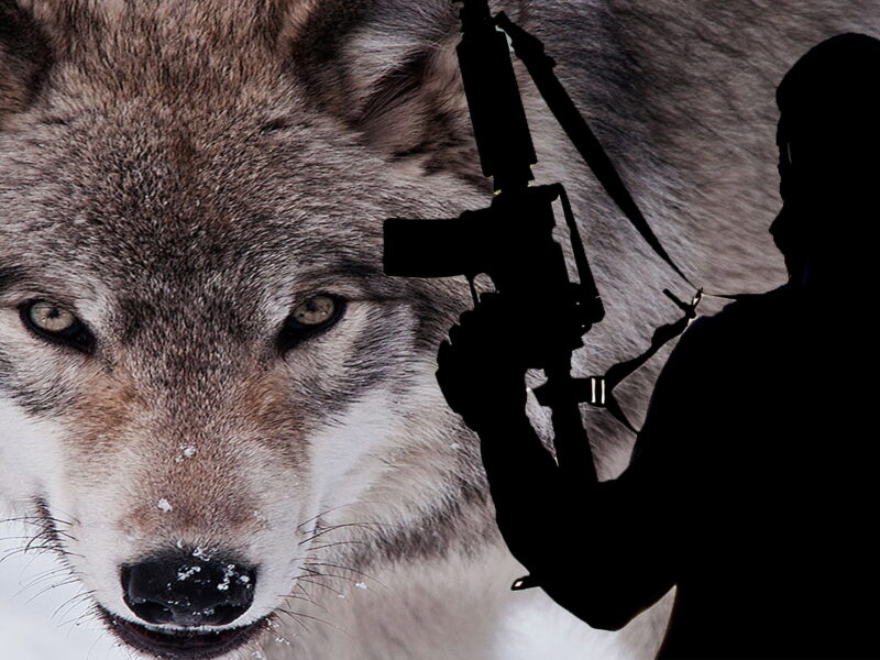 मुस्लिम चरमपंथी कर सकते हैं लोन वोल्फ अटैक (Lone Wolf Attack), यूएन ने दी चेतावनी